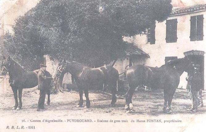 21 Haras Fontan Puydrouard 1911